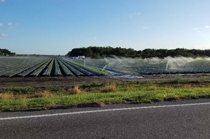 Figure 7. Overhead irrigation in strawberry field.