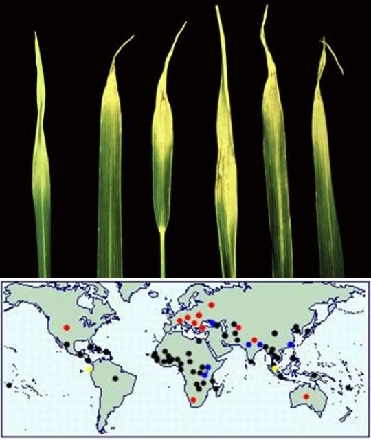 Aphelenchoides besseyi symptoms (white tip) on rice, and its distribution across the world.
