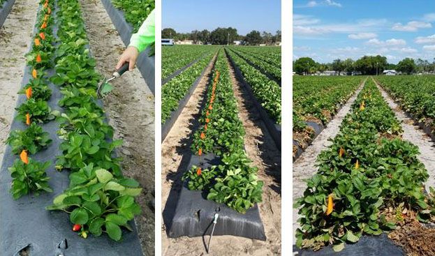 Figure 5. Foliar nematode symptoms on strawberry throughout the growing season; orange flags indicate nematode infection; same row is shown at different times; left, November 2016; middle, December 2016; and right, March 2017. Plant City, FL.
