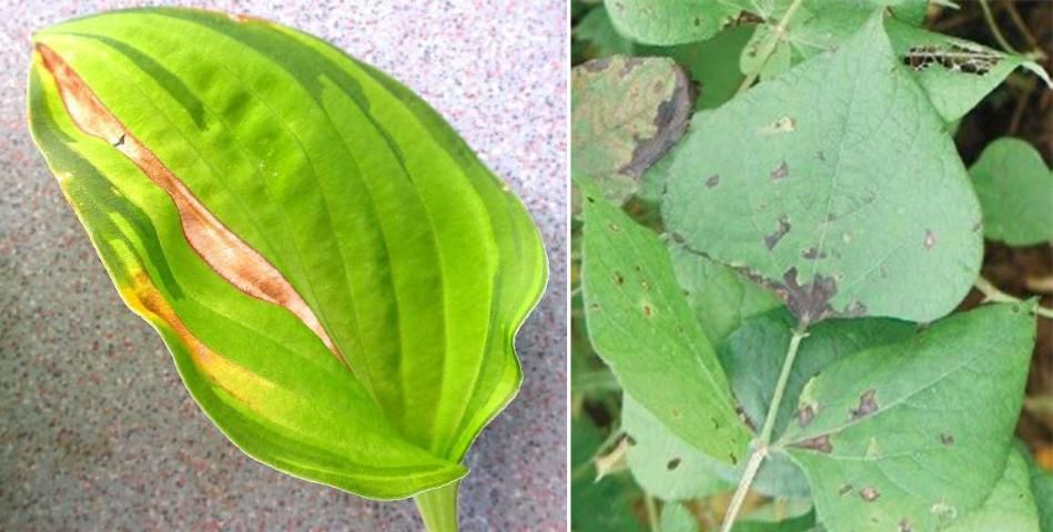 Figure 6. Aphelenchoides besseyi symptoms on a monocot (left) Hosta (intervenal lesions) (photo Missouri Botanical Garden) and a dicot (right) bean (