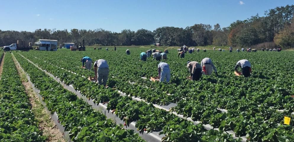 Figure 8. Harvest crew picking strawberries, moving up and down planting rows, Plant City, FL, 2017.