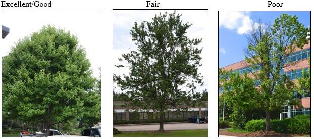 Figure 1. Red maple (Acer rubrum) trees in excellent (left), fair (center), and poor (right) condition as assigned by urban foresters based on metrics of tree health.