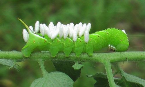 Figure 12. Late stage larva of Manduca sexta (L.), the tobacco hornworm, that has been parasitized by a parasitoid wasp. Note the white, silken cocoons protruding from the body of the caterpillar.