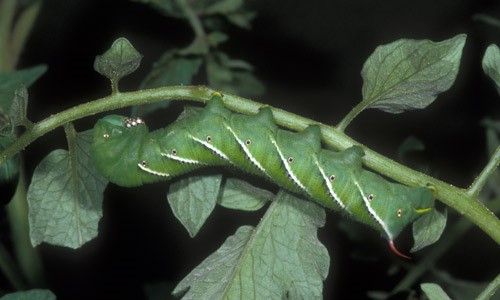 Figure 4. Late instar larva of Manduca sexta (L.), the tobacco hornworm.