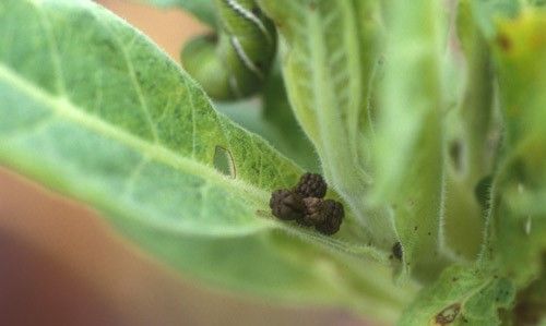 Figure 11. Frass on the host plant can be an indication of feeding by Manduca sexta (L.), tobacco hornworm.