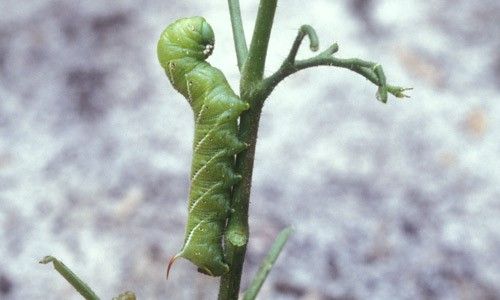 Figure 1. Manduca sexta (L.), the tobacco hornworm.