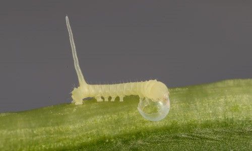 Figure 3. First instar larva of Manduca sexta (L.), the tobacco hornworm, consuming its eggshell after emerging.
