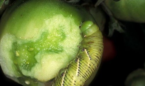 Figure 10. Feeding damage to young tomato fruit caused by Manduca sexta (L.), the tobacco hornworm.