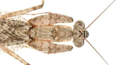 Figure 5. Adult grizzled mantid, Gonatista grisea (Fabricus), resting with forelegs tight against the pronotum.
