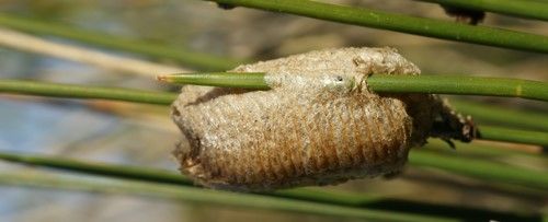 Figure 3. Mantid (Mantodea) ootheca (egg case) on a plant (unknown species).
