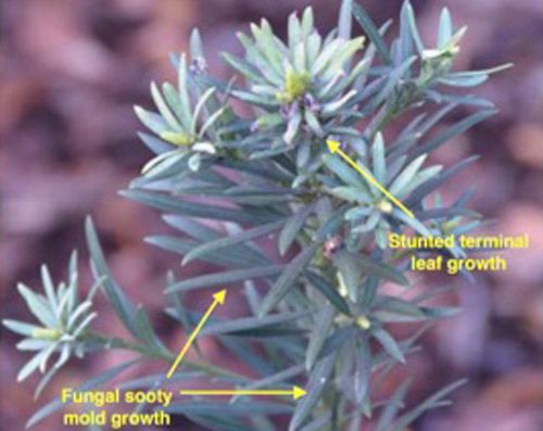 Figure 5. Stunted new leaf growth from feeding damage and sooty mold growth on excreted honeydew on podocarpus caused by podocarpus aphids, Neophyllaphis podocarpi Takahashi.