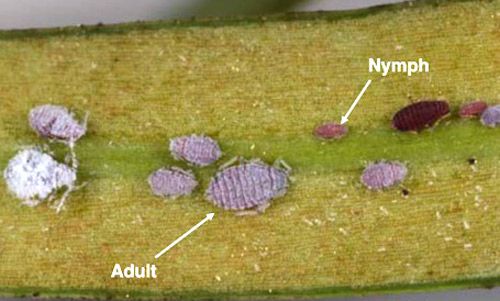 Figure 1. Podocarpus aphid, Neophyllaphis podocarpi Takahashi, adults and nymphs.