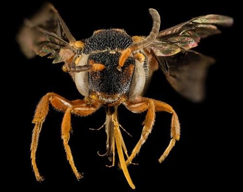 Figure 2. Frontal view of a female Nomada fervida Smith collected along the Atlantic coast at Fort Matanzas National Monument, Florida.