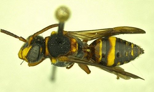 Figure 9. Dorsal view of a male Nomada fervida Smith.
