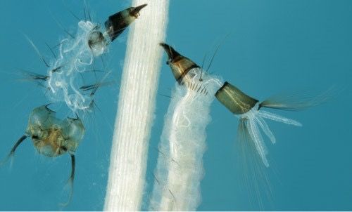 Close up view of siphon (right) and cast skin (left) of Coquillettidia xanthogaster Edwards, a relative of the cattail mosquito Coquillettidia perturbans (Walker). Notice the thorn-shaped scales on the 8th abdominal segment.