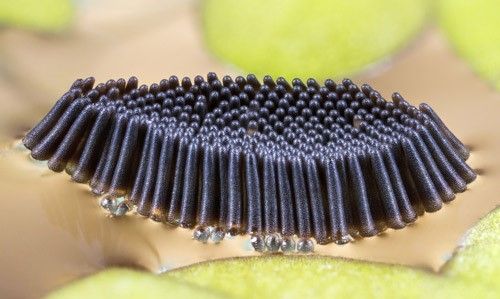 Egg raft of Coquillettidia xanthogaster Edwards, a relative of Coquillettidia perturbans (Walker).