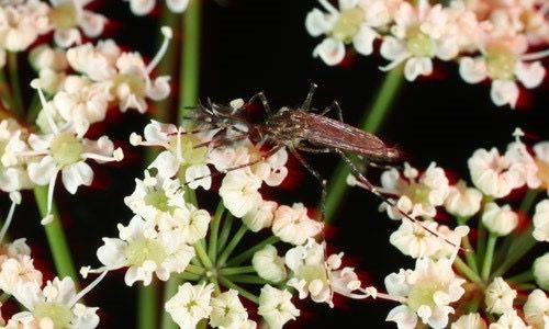 Coquillettidia perturbans (Walker) male feeding on flower nectar.