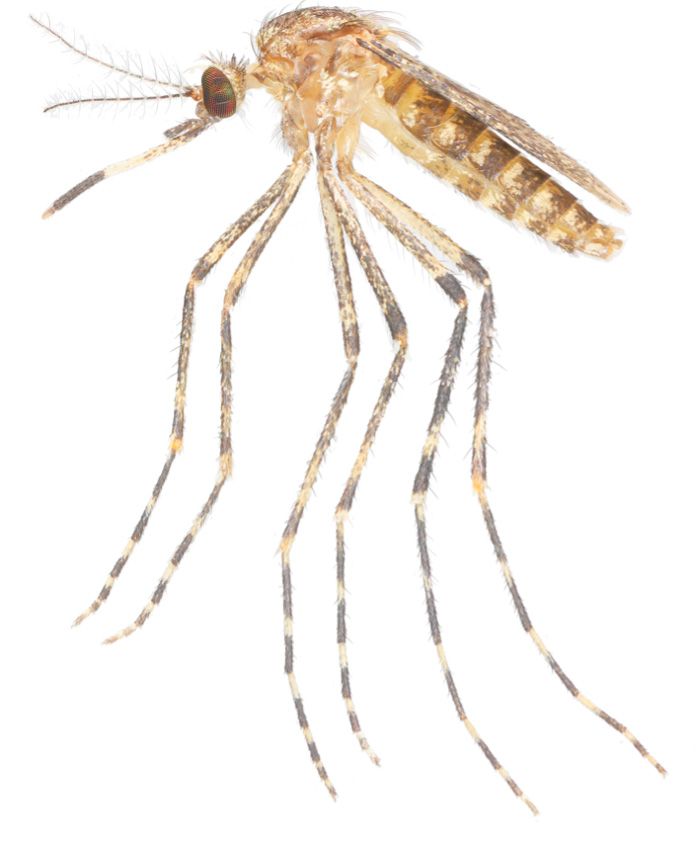 Adult female of Coquillettidia perturbans (Walker).