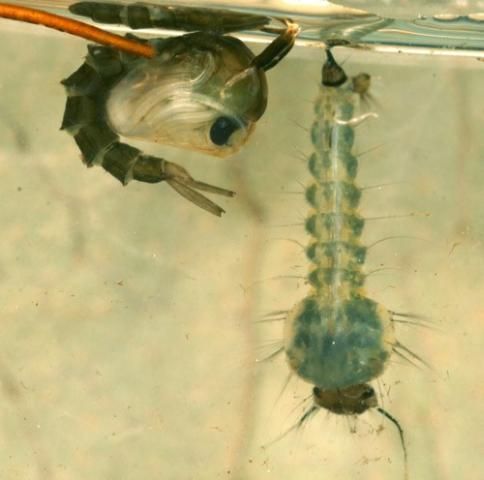 Pupa (left) and larva (right) of the cattail mosquito Coquillettidia perturbans (Walker).