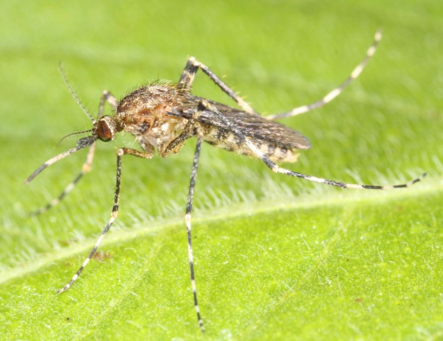 Female of the cattail mosquito Coquillettidia perturbans (Walker) on a leaf. 