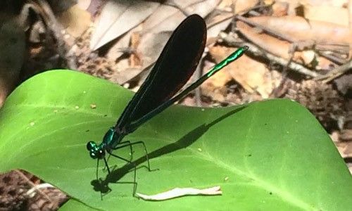 Figure 1. Male ebony jewelwing, Calopteryx maculata (Beauvois), resting on a leaf (lateral view).