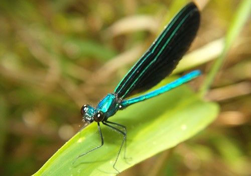 Figure 2. Male ebony jewelwing, Calopteryx maculata (Beauvois), resting on a leaf (lateral view).