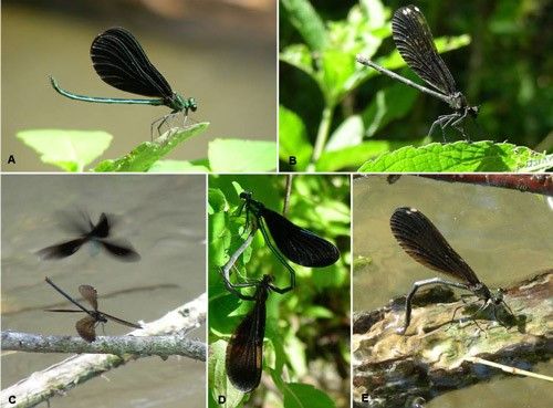 Figure 9. A) Male ebony jewelwing, Calopteryx maculata (Beauvois), resting; B) Female ebony jewelwing resting; C) Male ebony jewelwing performing his fluttering courtship for a female; D) Male and female ebony jewelwings during copulation; E) Female ebony jewelwing laying eggs.