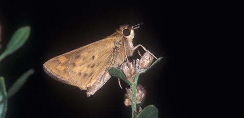 Figure 6. Female adult fiery skipper, Hylephila phyleus (Drury), perched.