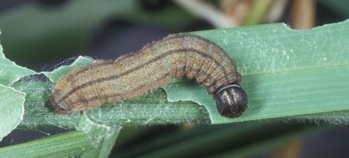 Figure 5. Fiery skipper, Hylephila phyleus (Drury), larva with feeding damage on a blade of grass.