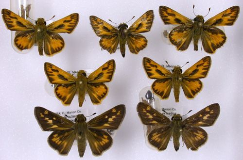 Figure 1. Adult male (smaller, top two rows) and female (bottom row) fiery skippers, Hylephila phyleus (Drury).