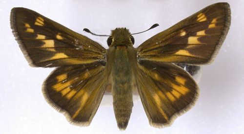 Figure 3. Female fiery skipper, Hylephila phyleus (Drury).