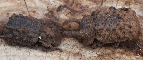 Figure 7. Female Bolitotherus cornutus (Panzer) (left) and a male (right) on a fungus bracket.