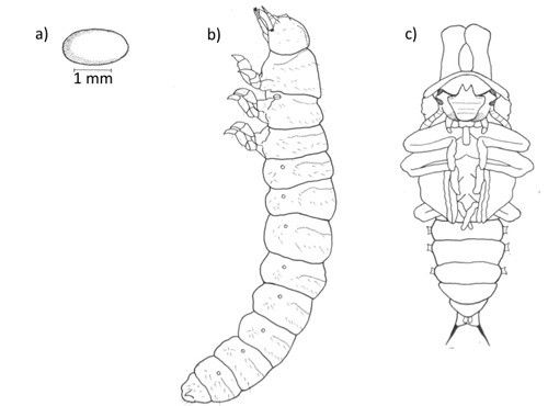 Figure 3. Bolitotherus cornutus (Panzer) (a) egg; (b) larva; (c) male pupa.