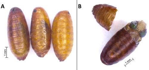 Figure 5. Anastrepha fraterculus (Wiedemann) pupae. (A) Pupae of different ages (note change in coloration as pupae age—older one on the left). (B) Puparium with a pharate adult (fully formed fly) inside.