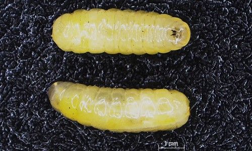 Figure 3. Ventral (top) and lateral (bottom) views of the Anastrepha fraterculus (Wiedemann) (Brazilian-1) third instar larvae.