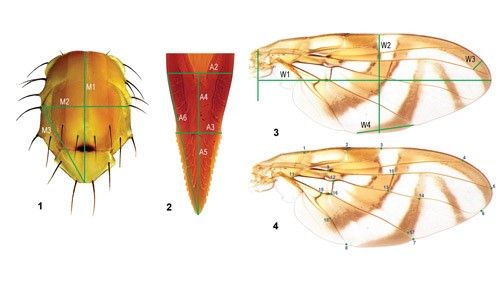 Figure 6. Morphological characteristics used to identify individuals from the Anastrepha fraterculus (Wiedemann) complex. 1. Thorax. 2. Aculeus tip (part of the ovipositor). 3 and 4. Multiple measurements from the wings.