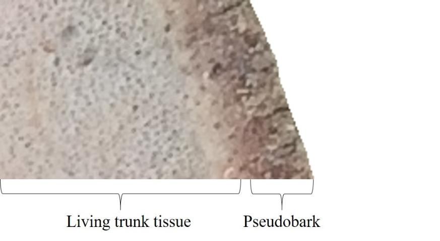 Figure 2. Cross-section of Sabal palmetto trunk highlighting pseudobark and living trunk tissue; note that the thickness of psuedobark will vary among palm species.