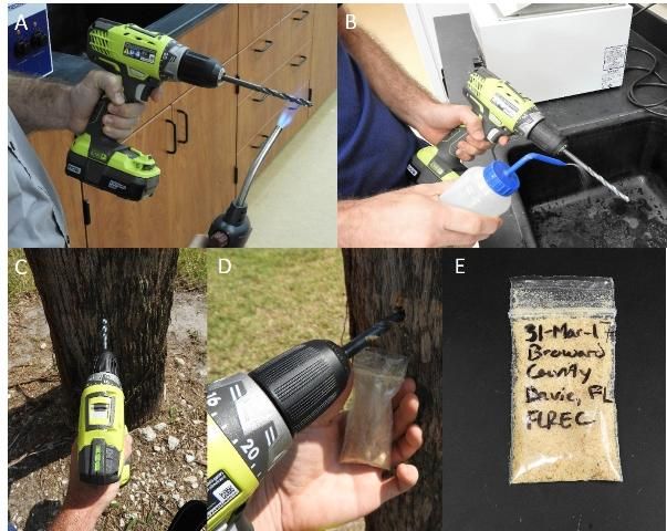 Figure 1. Protocol for palm trunk sampling to test for LY and TPPD phytoplasmas: Heat sterilization of drill bit before drilling for trunk tissue (A), Rinsing drill bit to remove excess tissue/cool after heat sterilization (B), Site selection and removal of the pseudobark so that trunk tissue can be accessed (C), Drilling hole and taking sample of living trunk tissue (D), Properly labeled bag with trunk tissue from symptomatic palm (E).