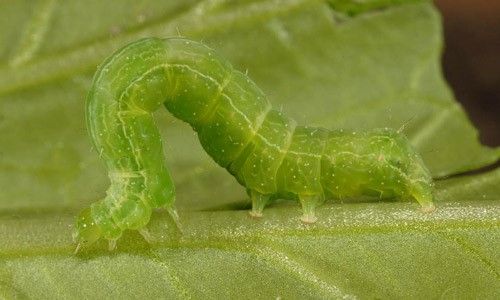Figure 1. Soybean looper larva, Chrysodeixis includens (Walker), making its signature looping motion.