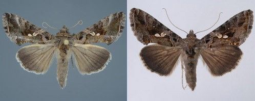 Figure 4. Adult soybean loopers, Chrysodeixis includens (Walker), with differing color patterns.