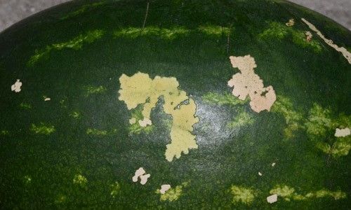 Figure 5. Feeding damage from the soybean looper, Chrysodeixis includens (Walker), on a watermelon rind.
