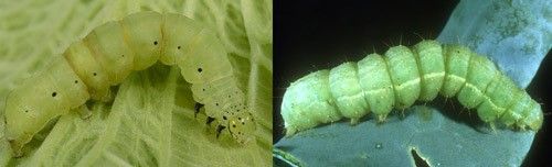 Figure 3. Soybean looper larva Chrysodeixis includens (Walker) (left) with black thoracic legs compared to the cabbage looper larva Trichoplusia ni (Hübner) (right) with green thoracic legs.
