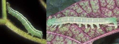 Figure 2. Soybean looper larva Chrysodeixis includens (Walker) (left) with two abdominal prolegs, compared to the velvetbean caterpillar Anticarsia gemmatalis (Hübner) (right) with four abdominal prolegs.