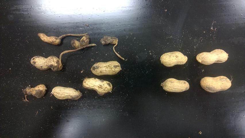 Figure 11. Root-knot nematode causes irregularly shaped growths (galls) on peanut pods (left) while noninfested pods are free of galls (right).