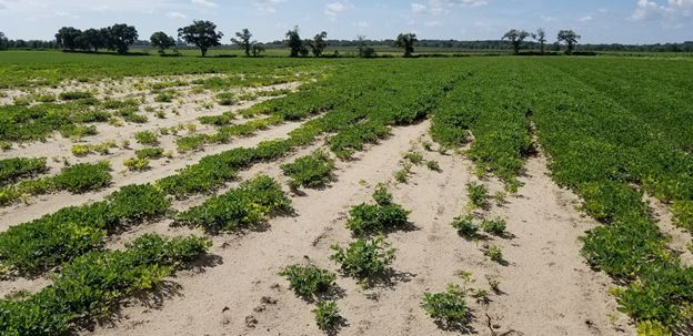 Figure 10. Stunted, chlorotic (yellow) plants and reduced stand due to plant death caused by sting nematode.