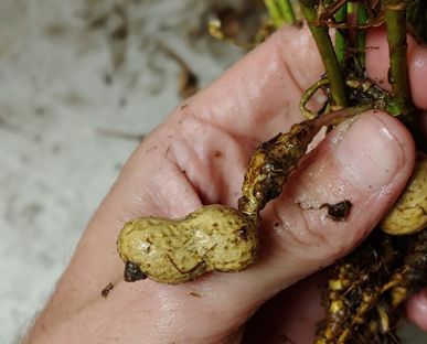 Figure 12. Severe galling on peanut peg with one raised gall on peanut pod. Damage from peanut root-knot nematode.