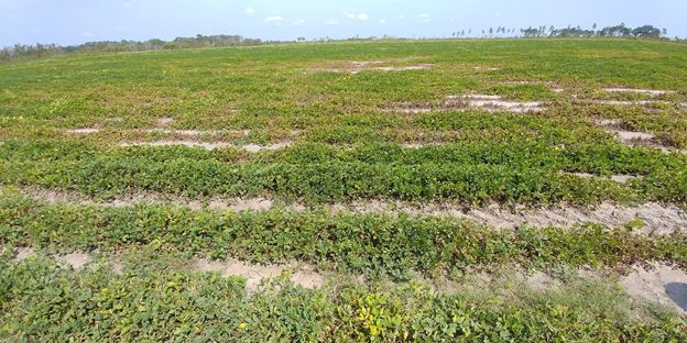 Figure 7. Patches of stunted, dying, and yellowing (chlorotic) peanut plants due to nematode damage.