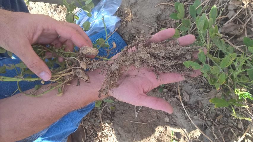 Figure 15. Soil clings to the surface of peanut roots infected by root-knot nematode due to the sticky root-knot nematode egg masses produced at the root surface.