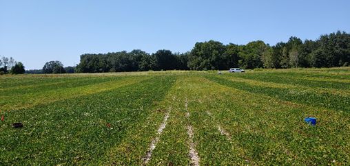 Figure 19. This on-farm trial illustrates that resistant cultivars greatly reduce damage from root-knot nematodes. Strips of a susceptible cultivar ('Georgia 06G') exhibit chlorosis (yellowing), necrosis (brown, dying tissue), and poor canopy closure. Strips of a resistant cultivar ('TifNV-High O/L') are greener and more vigorous.