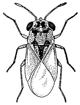 Figure 6. An adult bigeyed bug.